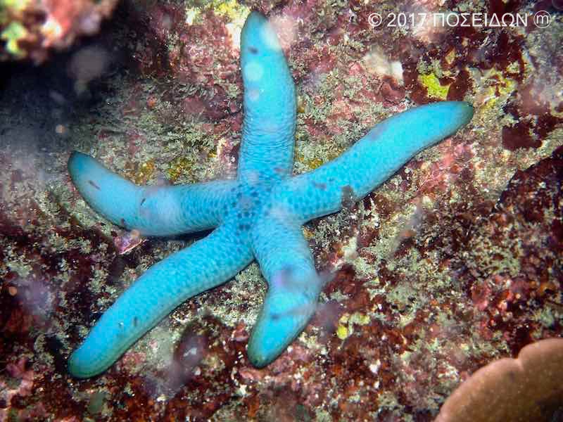 アオヒトデ 海の生物図鑑 Poseidon