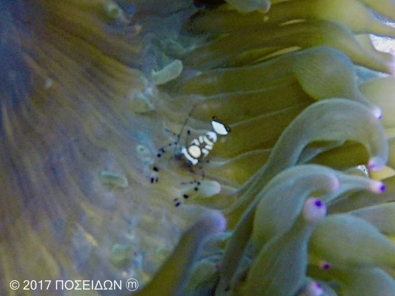 イソギンチャクエビ イソギンチャクカクレエビ 海の生物図鑑 Poseidwn