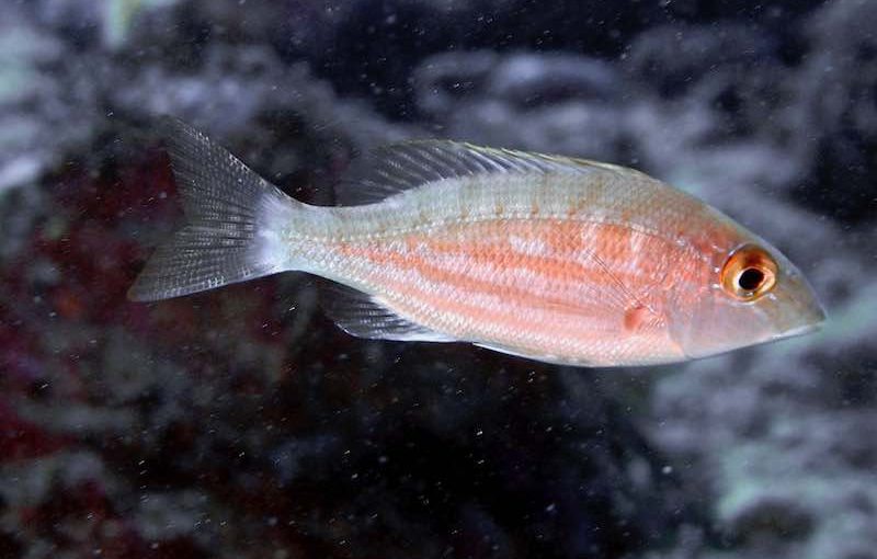 フエフキダイの仲間 Poseidon