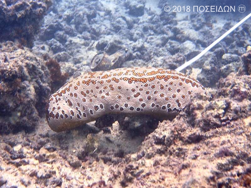 ジャノメナマコ 海の生物図鑑 Poseidon