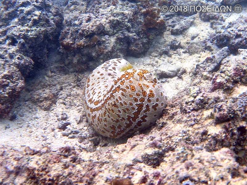 ジャノメナマコ 海の生物図鑑 Poseidon