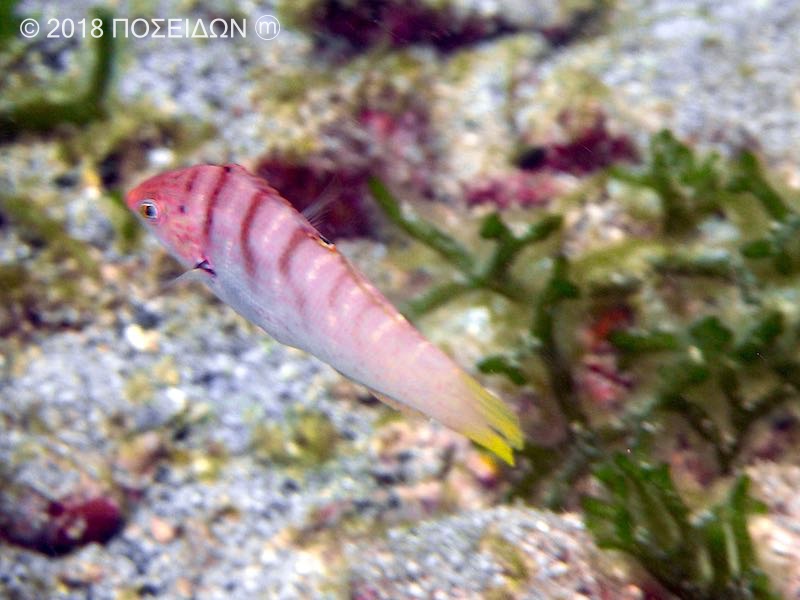 クロヘリイトヒキベラ お魚図鑑 Poseidon