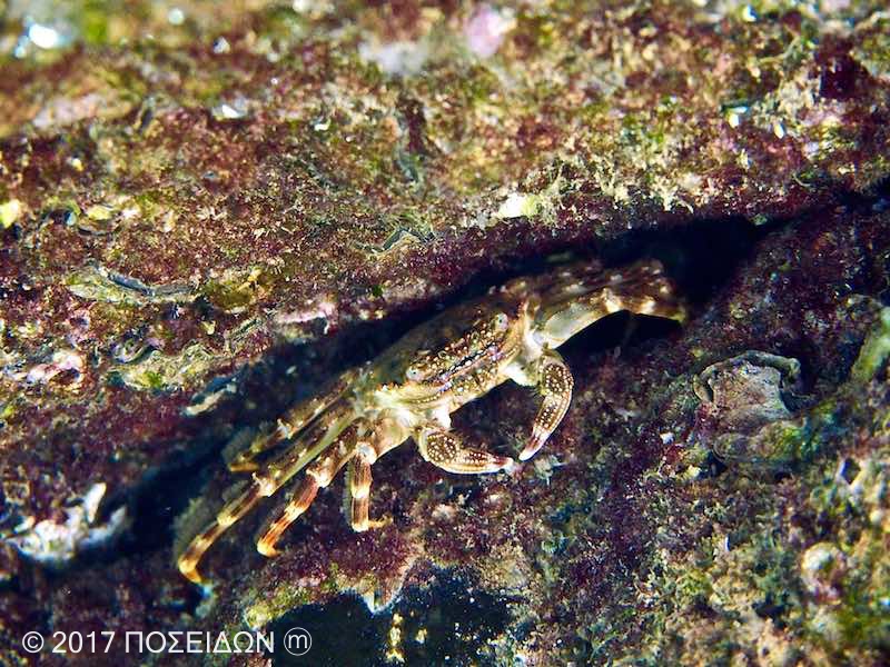 ショウジンガニ 海の生物図鑑 Poseidwn