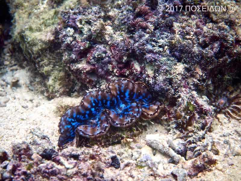 ヒメシャコガイ 海の生物図鑑 Poseidon