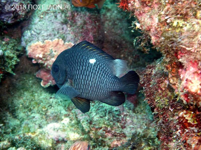 ミツボシクロスズメダイ お魚図鑑 Poseidon