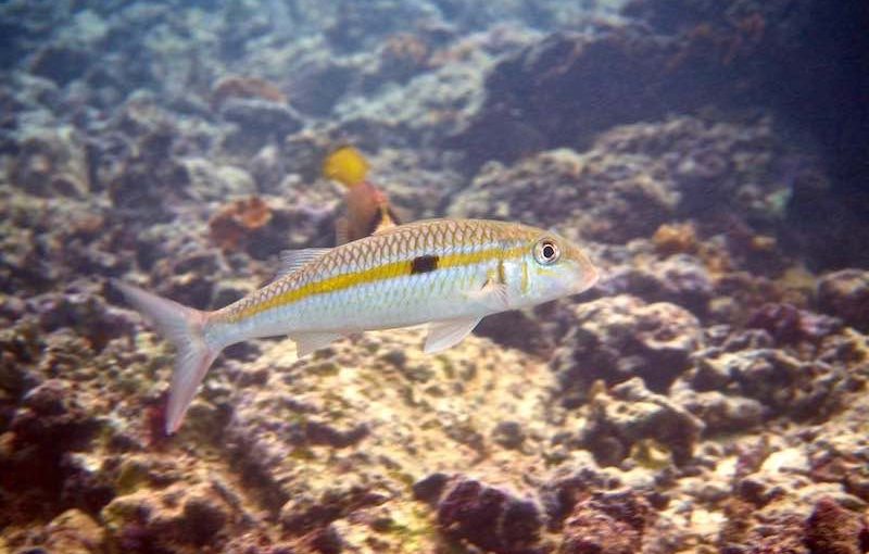 モンツキアカヒメジ お魚図鑑 Poseidon