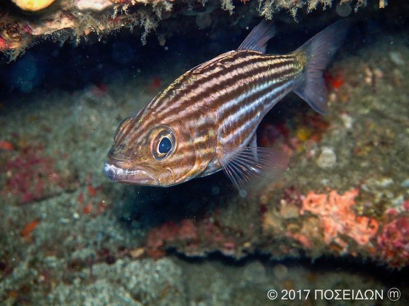 リュウキュウヤライイシモチ お魚図鑑 Poseidon