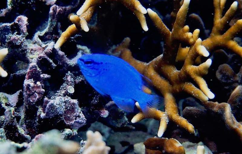 ルリスズメダイ お魚図鑑 Poseidon ルリスズメダイ お魚図鑑 Poseidon