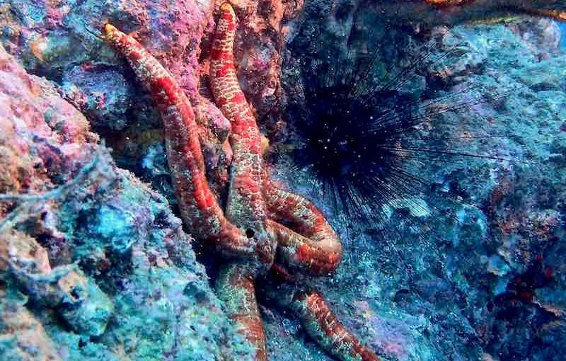 オオアカヒトデ｜海の生物図鑑