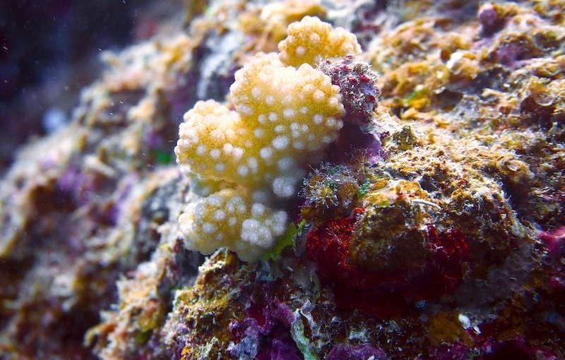 オヤユビミドリイシ｜海の生物図鑑
