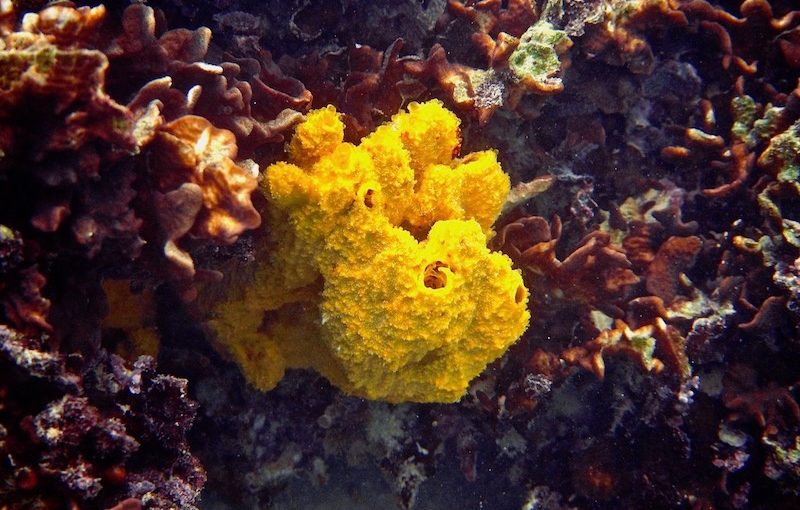 オレンジカイメン／オレンジスポンジ｜海の生物図鑑