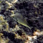 クロサギ(成魚)