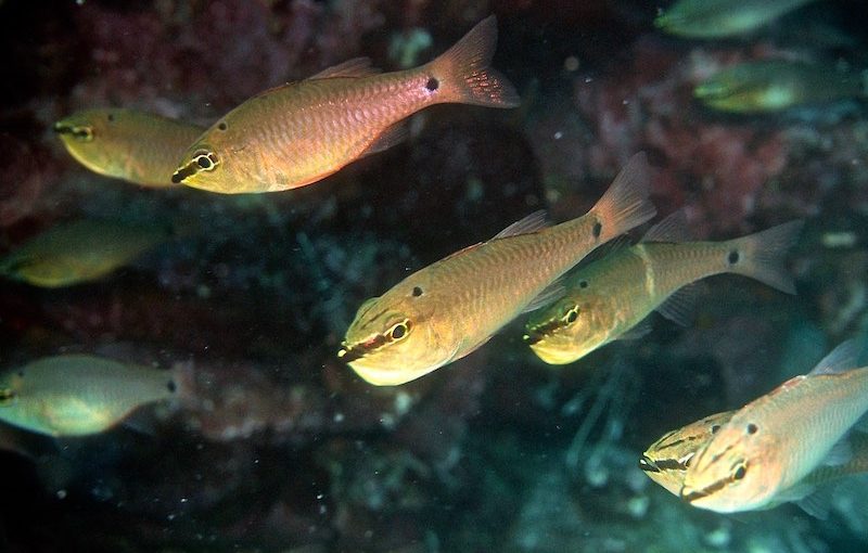 クロホシイシモチ｜お魚図鑑