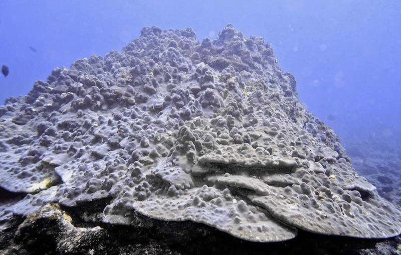 コブハマサンゴ｜海の生物図鑑