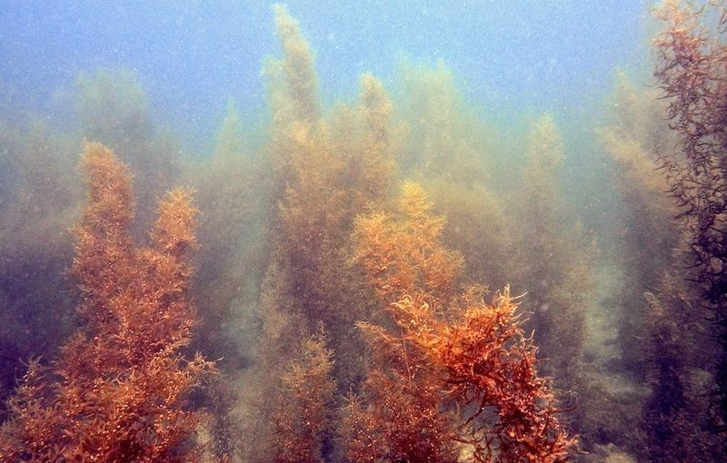褐藻類｜海の植物図鑑