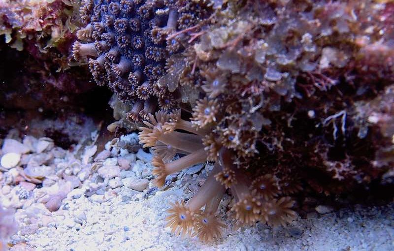キクメハナガササンゴ｜海の生物図鑑